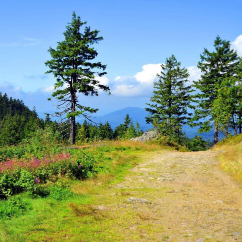 4 dagen in het Beierse Woud o.b.v volpension