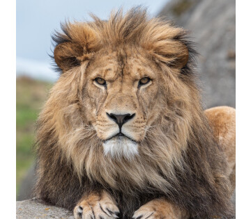 WILDLANDS Adventure Zoo Emmen