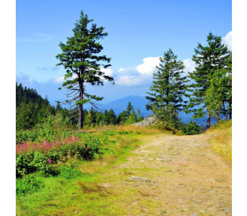 4 dagen in het Beierse Woud o.b.v volpension