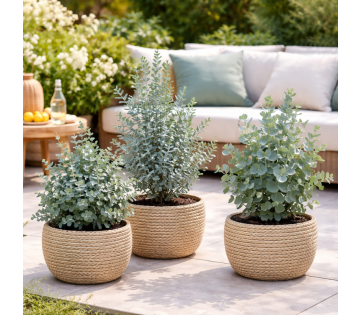 Mix van 3 NatureNest Eucalyptus Planten sfeerbeeld