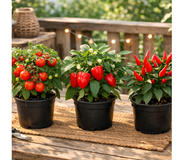 Set van 3 NatureNest Groenteplanten sfeerbeeld