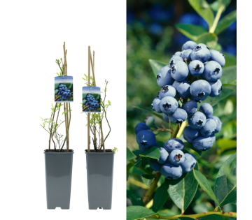 Set van 2 Gardenzo blauwe bessen planten Vaccinium corymbosum in pot