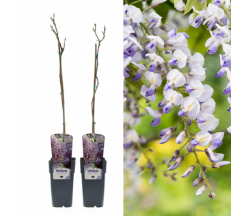 Wisteria sinensis ‘Prolific’ planten in pot met voorbeeld van bloeiende blauwe regen