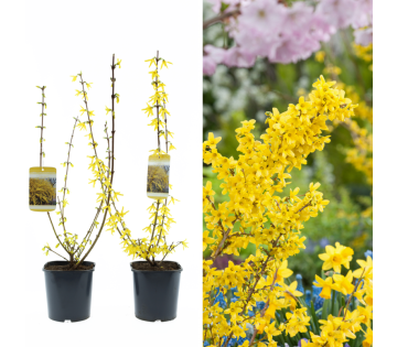 Set van 2 Gardenzo Sierheesters Forsynthia Spectabilis in pot en sfeerbeeld