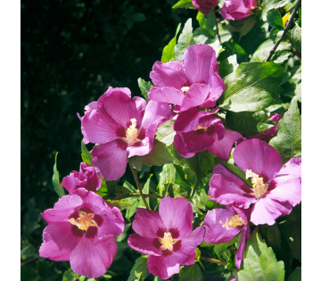 Roze hibiscus bloemen Woodbridge bloeiend aan struik
