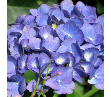 Blauwe Hydrangea Macrophylla bloemen in volle bloei met zachte paarstinten.
