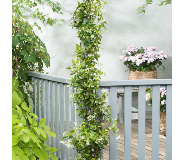 Toscaanse jasmijn tegen balkonhek met frisse witte bloei