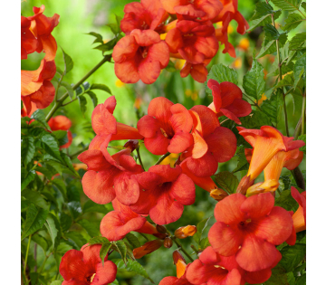 Rijk bloeiende trompetbloem met rode bloemen tussen groen blad.
