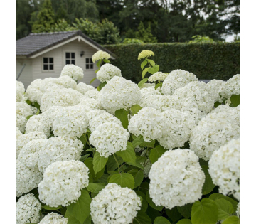 Hydrangea Strong Annabelle met ronde witte bloembollen in border.
