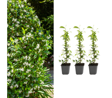 Set van 3 of 6 Gardenzo Toscaanse Jasmijn in wit 3 planten