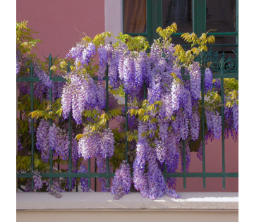 De Blauwe Regenplant is een mooie klimplant met een paarse kleur. 