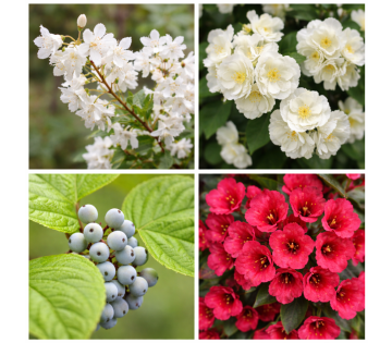 Collage van Set van 2 Gardenzo Bloeiende Heesters met Deutzia, Philadelphus, Cornus en Weigela bloemen in close-up.