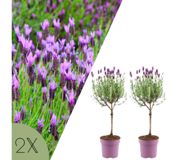 Set van 2 NatureNest Franse Lavendel op Stam