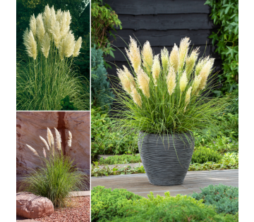 Set van 3 of 6 Gardenzo Pampasgras