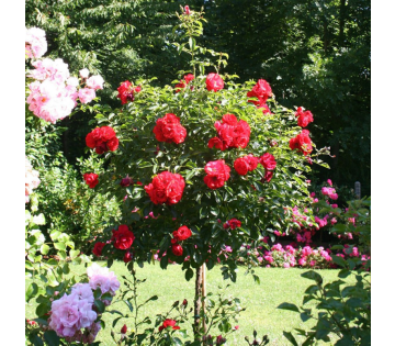 XXL stamroos rood in volle bloei met grote, dieprode bloemen als blikvanger in een groene tuin.