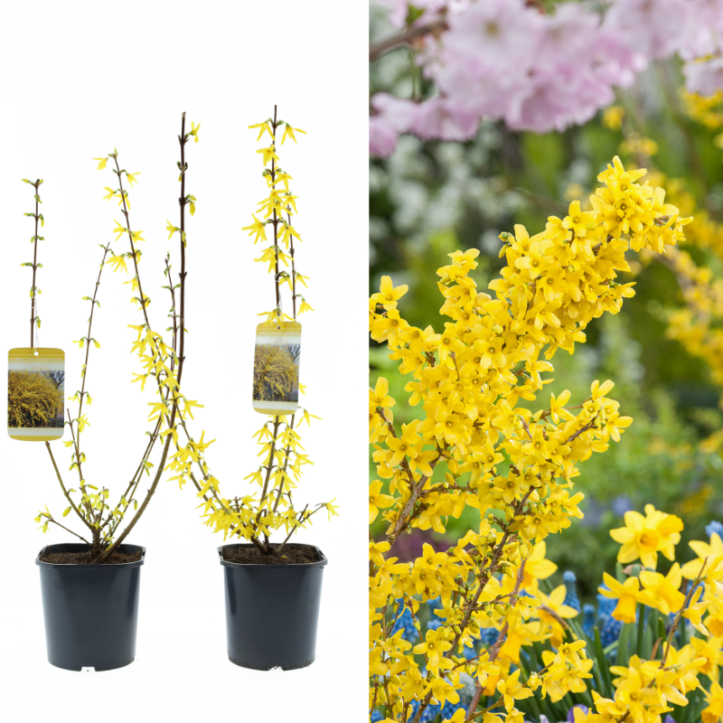Set van 2 Gardenzo Sierheesters Forsynthia Spectabilis in pot en sfeerbeeld