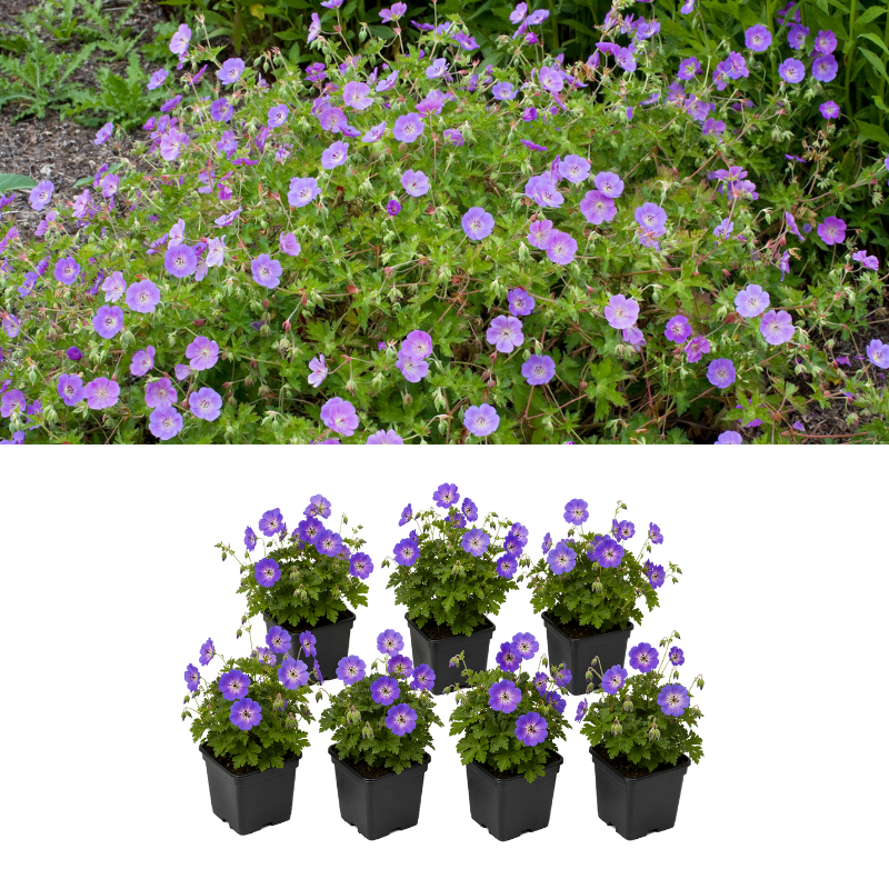 Set van 7 Geranium Rozanne planten in kweekpotten, ideaal voor borders en bodembedekking.