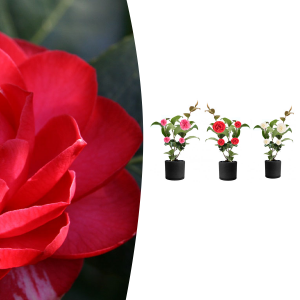 De set van 3 Camelia's.
