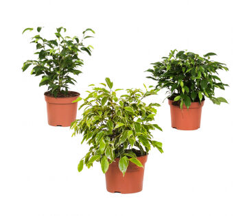 Set van 3 OH2 Ficus Treurvijg Kamerplanten