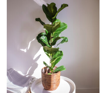 De Ficus Lyrata staat op een tafeltje in de woonkamer. 