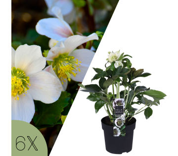Collage met witte bloemen van de Helleborus niger ‘Christmas Carol’ en één plant in pot, onderdeel van een set van zes winterbloeiende Kerstrozen.