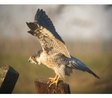 Gerrot Krottje - Ontdek de wereld van de slechtvalk in Leeuwarden