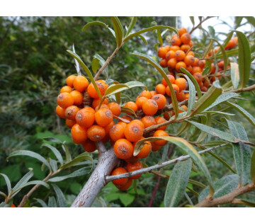 Zoet & Zuur uit de Natuur in Houwerzijl