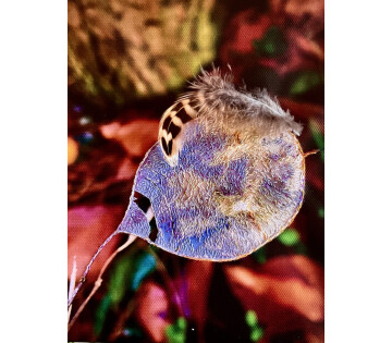 Een veertje dat danst in Assen