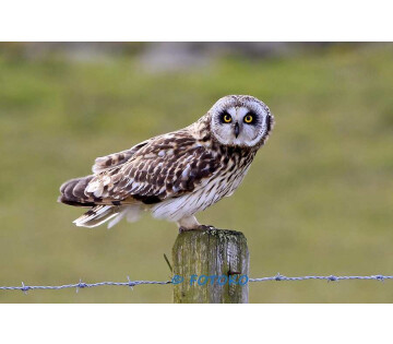 Braakballen pluizen in Groningen