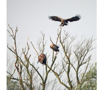 Albert Draaijer - Het succesverhaal van de zeearenden bij Koudum en Makkum in Oudemirdum