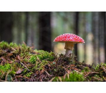 Peuterworkshops in Oranjewoud