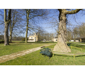 Ontmoet de oude bomen van Nienoord in Leek