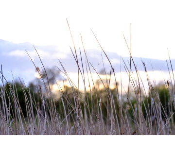 Fotografie-excursie in Nationaal Park De Alde Feanen in Earnewâld