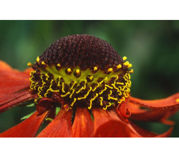 Hans Schuman - Natuurbeleving, als zien niet (meer) vanzelfsprekend is. in Gieterveen