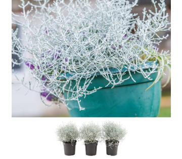 NatureNest Zilverstruik Planten