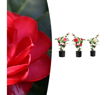 De set van 3 Camelia's.