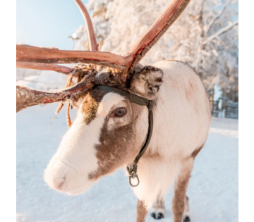 Volledig verzorgd Zweeds Lapland avontuur!