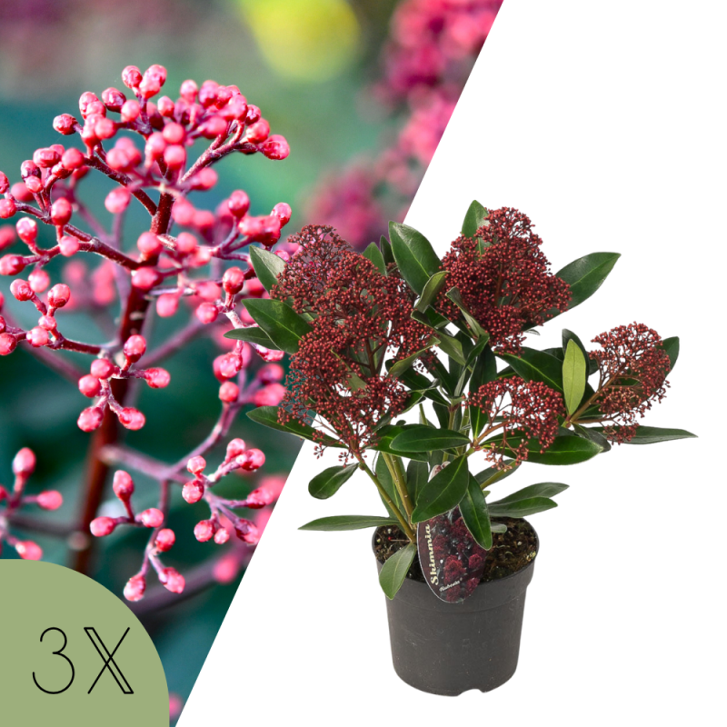 Collage met rode bloemknoppen van de Skimmia japonica ‘Rubella’ en één plant in pot, onderdeel van een set van drie winterbloeiers.