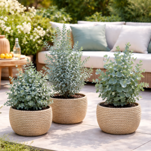 Mix van 3 NatureNest Eucalyptus Planten sfeerbeeld