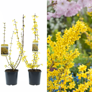 Set van 2 Gardenzo Sierheesters Forsynthia Spectabilis in pot en sfeerbeeld