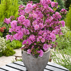 De Set van 3 OH2 Azalea's.