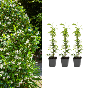 Set van 3 of 6 Gardenzo Toscaanse Jasmijn in wit 3 planten