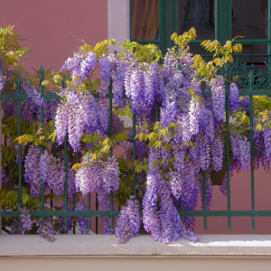 De Blauwe Regenplant is een mooie klimplant met een paarse kleur. 