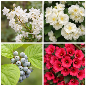 Collage van Set van 2 Gardenzo Bloeiende Heesters met Deutzia, Philadelphus, Cornus en Weigela bloemen in close-up.
