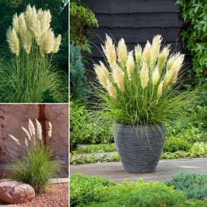 Set van 3 of 6 Gardenzo Pampasgras